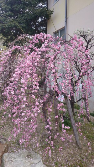 梅の花