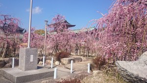 防府天満宮 梅